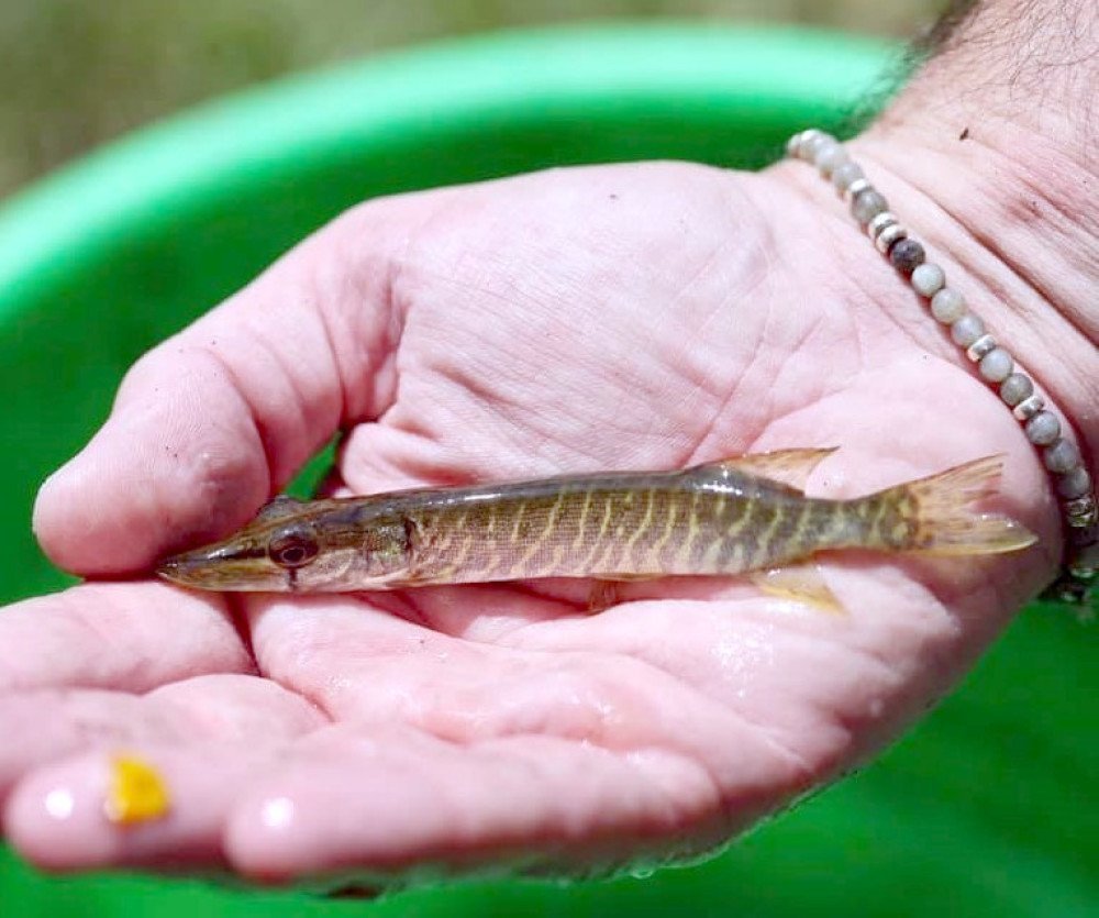 petit brochet sauvé lors de l'arrachage de jussie