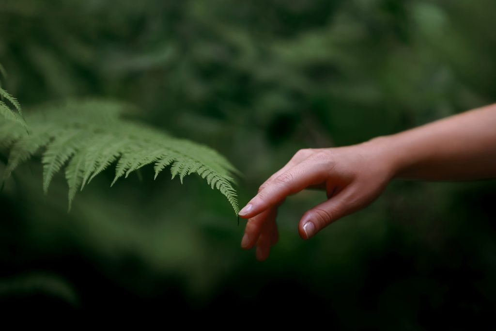 main humaine qui effleure le bout d'une feuille de fougère